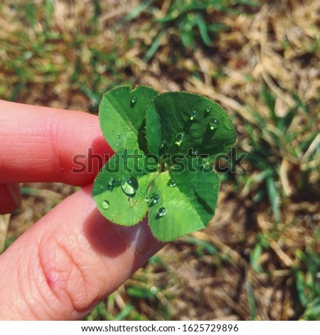 hand with a four leaf clover