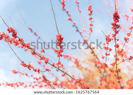 Branch of Ilex Decidua (or winter berry, Possum Haw, Deciduous Holly) red fruits on large shrub small tree, no leaves dormant. Blaze of color in the fall in Dallas, Texas. Crimson red winterberry