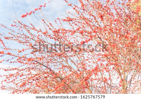Selective focus of Ilex Decidua (or winter berry, Possum Haw, Deciduous Holly) red fruits on large shrub small tree, no leaves dormant. Blaze of color in the fall in Dallas, Texas. Crimson winterberry