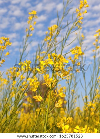 Yellow flower blue sky portrait