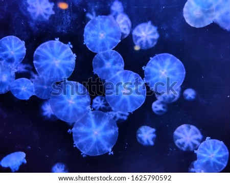 The beautiful jellyfish in the sea