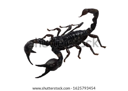 Scorpion isolatded on white background.