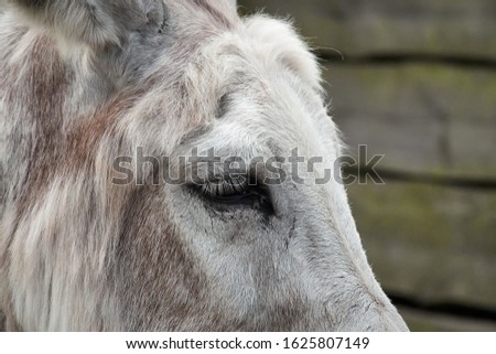 The profile of a donkey's head with the dark black eye, the long white eyelashes, the structured white, grey, brown fur and the base of the ears. At the eyes sit three flies