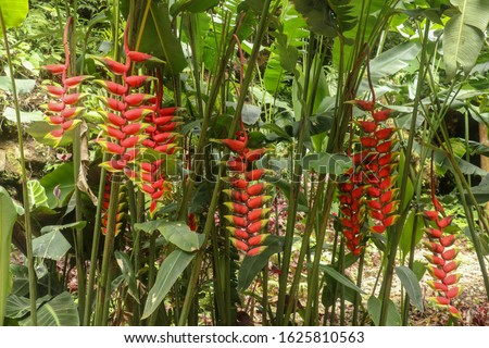 Bunches with red flowers with green tip, from the Heliconia Rostrata plant. Bright Heliconia Rostrata or Lobster Claw flower hanging in Bali Island. Toucan Beak free in the nature growing flowers. Royalty-Free Stock Photo #1625810563