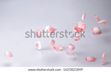 Single Rose of valentine symbolic flower of love on a plain white background. Closeup of Ecuador rose of pink pastel color with petals on floors Royalty-Free Stock Photo #1625821849