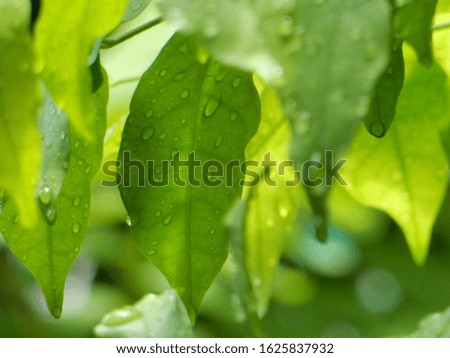 The dewdrops over green leaves, and sunlight in summer.