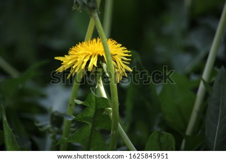 Yellow dandelion flower closeup. Fluffy yellow dandelion petals grow among the green grass of the lawn.