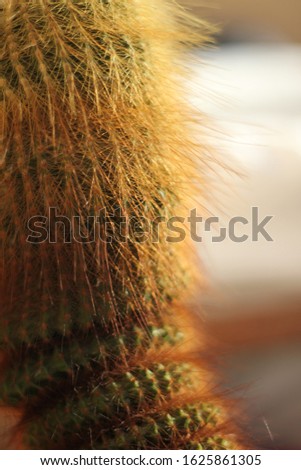Cactus up close on sunshine