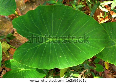 A vibrant elephant ear plant in the jungle of Cambodia. The lime green veins are clearly signs of a healthy plant in it's natural environment. The humid jungle terrain is perfect for the elephant ears
