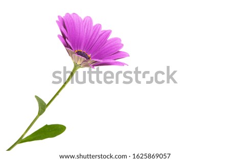 Osteosperumum Flower Daisy Isolated on White Background