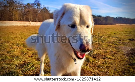 The picture shows a dog standing on the meadow while enjoying the sun.