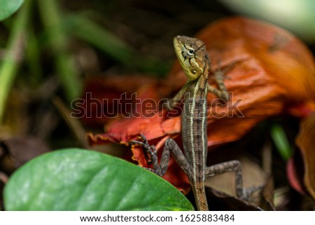 Closeup Lizard Face Stock Photo 