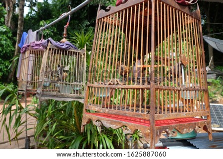 The caged bird cage is a local art and culture of the Thai Muslim people in the south. Intended for decorating houses Currently, there are more and more widespread caged sparrow birds ...