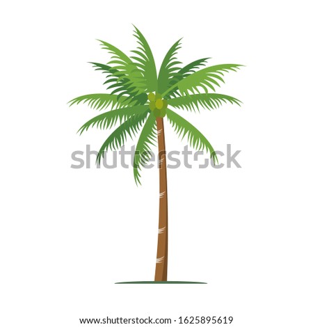Coconut tree with a white background. Vector illustration