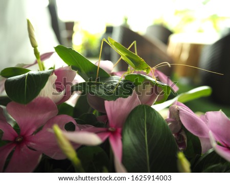 A picture of a grasshopper on a pink flower.