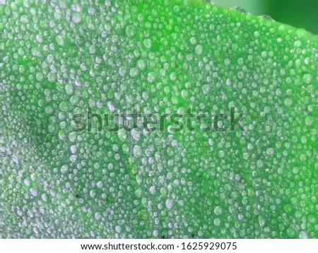 
Dew water drops on the green leaf background