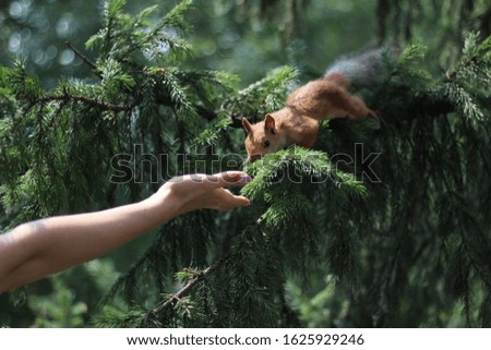 squirrel on a pine tree wants to eat out of hand
