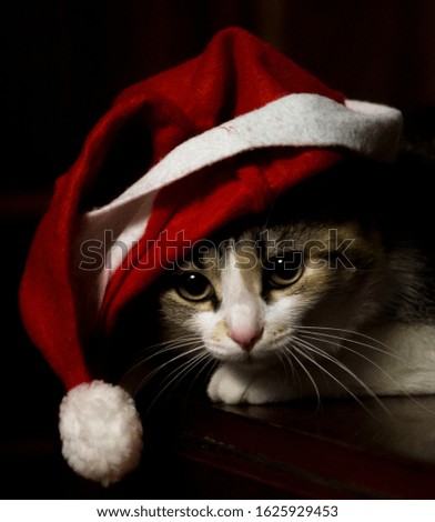a cat with a bad christmas mood is thinking about something