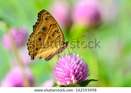 Butterfly ( Peacock Pansy ) on Flower isolated on green background