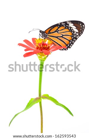 Butterfly (Common Tiger) on Flower isolated on white background