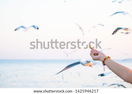seagulls flying at  the bangpoo and hand