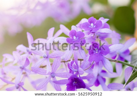 Beautiful Purple Wreath(Petrea Volubilis) or Queen's Wreath,Sandpaper Vine decorated in garden with bokeh background. Flower,garden ening or outdoor concept.