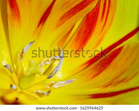 Macro picture of a wonderful bright yellow-red tulip blossom