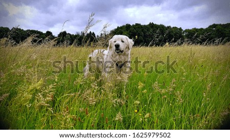 The picture shows a big white dog standing in high grass.