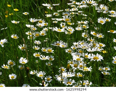 Beautiful white marguerites between the green grass. Picture was taken in Germany.