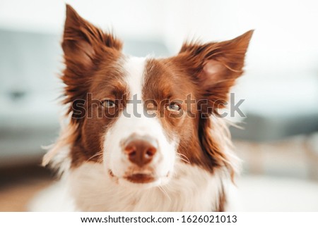 Funny dog portrait border collie. 