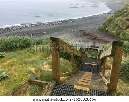 Wooden stairs to pengion colony on Macquarie island, subantarctic region, Australia. A UNESCO World Heritage Site.