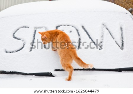 Red cat walks in the white snow. The inscription on the car "Snow". Cooling. snow falling. Winter weather.
