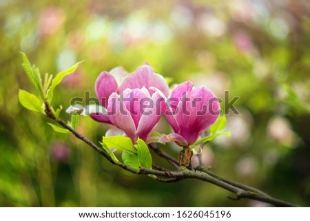 Flowers of magnolia on a background with beautiful color bokeh. Flowering magnolia tree in spring close up, selective soft focus. 