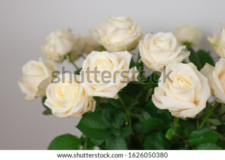Beautiful white roses close-up background