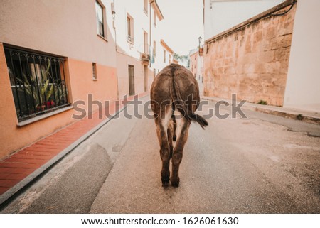 Photograph of the back of a donkey in the street