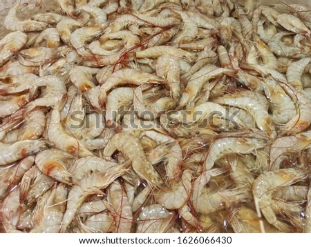 Many pacific white shrimp backgrund. Litopenaeus vannamei.