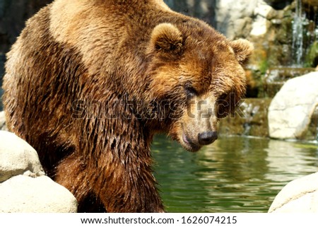 Big brown bear in water