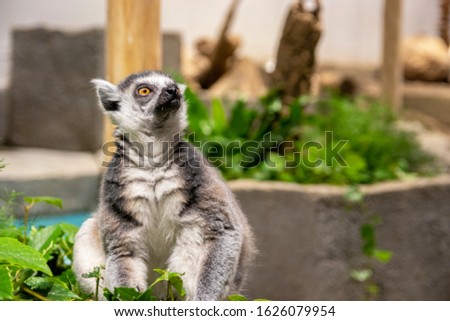 Picture of ring tailed lemur.