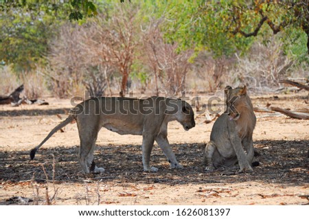Young african lioness and lion in natural habitat, Chobe National Park, Botswana