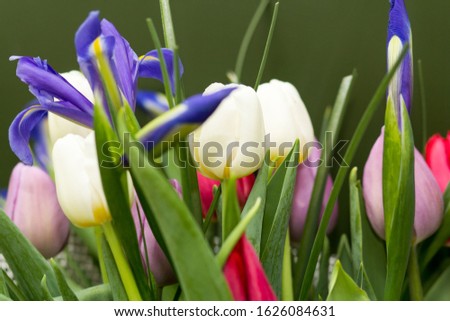beautiful bouquet flowers on green background tulip