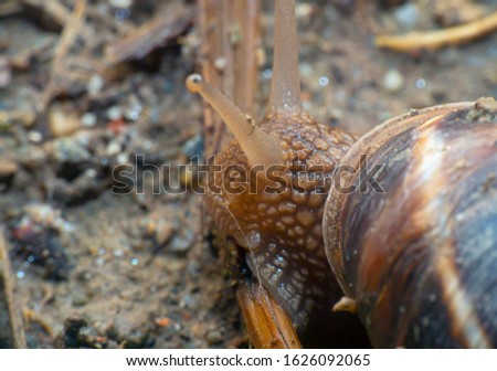 snail close up in the garden