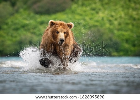 The Kamchatka brown bear, Ursus arctos beringianus catches salmons at Kuril Lake in Kamchatka, running in the water, action picture