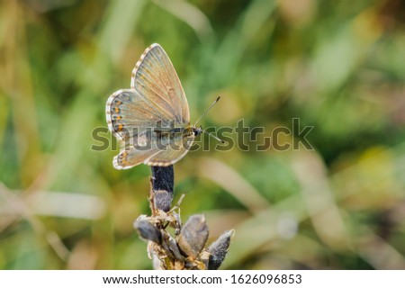 Female Chalkhill Blue buttterfly, Lysandra coridon, on a dry old flower. Butterfly showing upper-side of the brownish wings with distinctive dark orange wing spots on a blurry yellow-green background