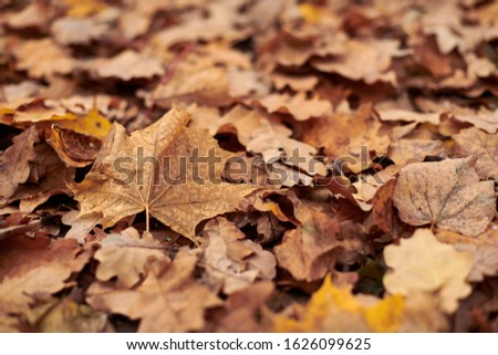 Autumn leaves in city park. Colorful fallen foliage. Design background pattern for seasonal use.