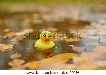 Duck toy in autumn puddle with leaves. Autumn symbol in city park. Fairweather or cloudy weather concept.