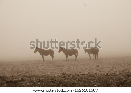 Horses in the fog. Travel picture from Cotopaxi in Ecuador