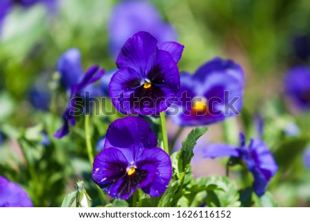 Blooming colorful Viola - Pansy in the garden.