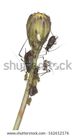 Aphids on flower bud isolated on white background