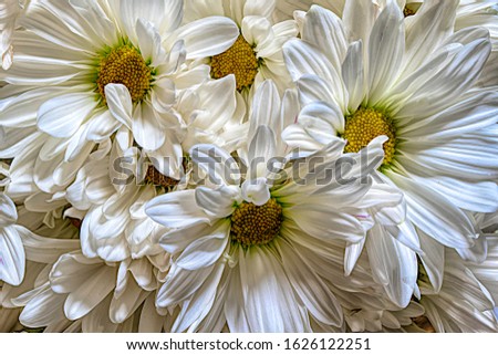White and Yellow Daisy Bouquet