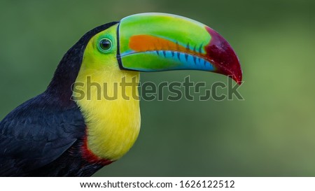 The keel-billed toucan, also known as sulfur-breasted toucan or rainbow-billed toucan, is a colorful Latin American member of the toucan family. It is the national bird of Belize. source: Wikipedia